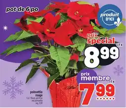 Metro POINSETTIA ROUGE | RED POINSETTIA offer