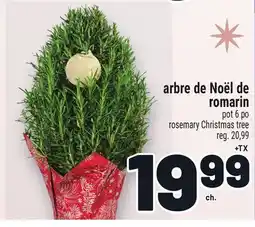Metro ARBRE DE NOËL DE ROMARIN | ROSEMARY CHRISTMAS TREE offer