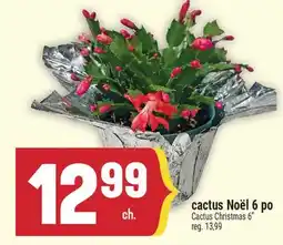 Marché Adonis CACTUS NOËL 6 PO | CACTUS CHRISTMAS 6 offer