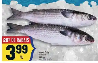 Marché Adonis MULET FRAIS | FRESH MULETS offer
