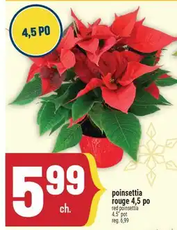 Marché Adonis POINSETTIA ROUGE 4,5 PO | RED POINSETTIA 4.5 POT offer