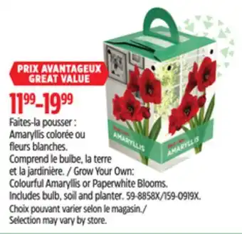 Canadian Tire Grow Your Own: Colourful Amaryllis or Paperwhite Blooms. Includes bulb, soil and planter offer