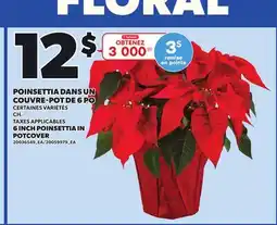 Provigo 6 INCH POINSETTIA IN POTCOVER offer