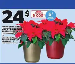 Provigo 9 INCH POINSETTIA UPGRADE offer