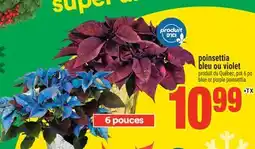 Super C poinsettia bleu ou violet | blue or purple poinsettia offer