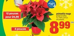 Super C POINSETTIA ROUGE | RED POINSETTIA offer