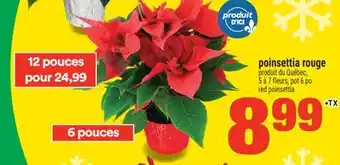 Super C POINSETTIA ROUGE | RED POINSETTIA offer