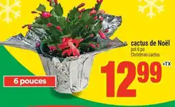 Super C cactus de Noël | Christmas cactus offer