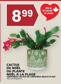 Rachelle-Bery Grocery CHRISTMAS CACTUS OR CHRISTMAS BEACH PLANT offer