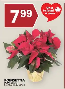 Rachelle-Bery Grocery POINSETTIA offer