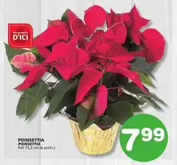 Marches Tradition POINSETTIA offer
