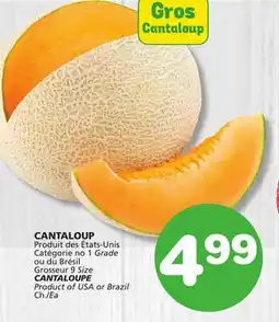 Marches Tradition CANTALOUPE offer