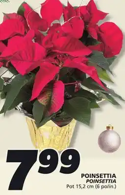 IGA POINSETTIA offer