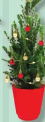 IGA BROMELIA, HOLIDAY TREE DECORATION KIT OR MYRTLE PLANT offer