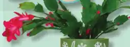 IGA CHRISTMAS CACTUS offer