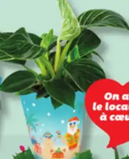 IGA CHRISTMAS BEACH FOLIAGE offer