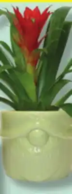 IGA BROMELIA PLANT offer