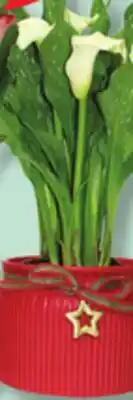 IGA CYPRESS OR CALLA LILY offer