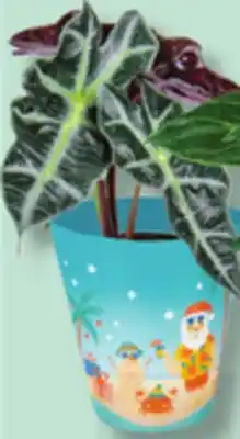 IGA CHRISTMAS CACTUS OR CHRISTMAS BEACH FOLIAGE offer