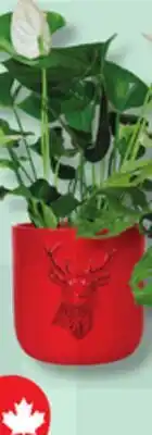 IGA ANTHURIUM OR PHILODENDRON offer