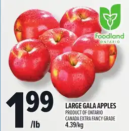 Metro LARGE GALA APPLES offer