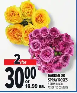 Metro GARDEN OR SPRAY ROSES offer