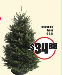 FreshCo Balsam Fir Trees offer