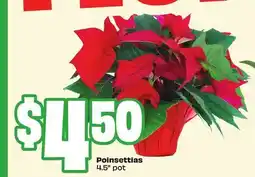 FreshCo Poinsettias 4.5 pot offer