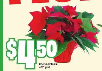 FreshCo Poinsettias 4.5 pot offer