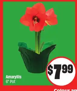 FreshCo Amaryllis 6 Pot offer