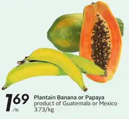 Sobeys Plantain Banana or Papaya offer