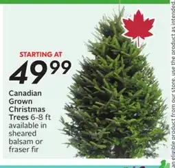 Sobeys Canadian Grown Christmas Trees offer