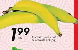 Sobeys Plantain offer