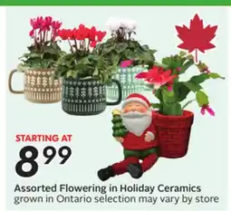 Sobeys Assorted Flowering in Holiday Ceramics offer