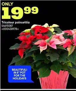 RONA Tricolour poinsettia offer