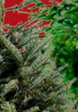 RONA Balsam firs With stand, 3' to 4' offer