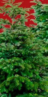 RONA Balsam firs 5' Promo offer