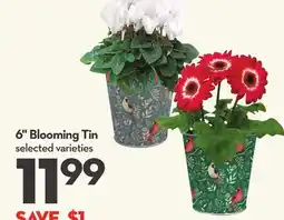 Longo's 6 Blooming Tin offer