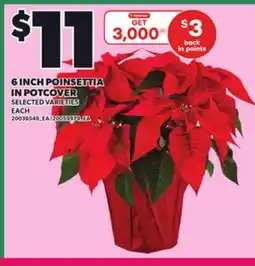 Loblaws 6 INCH POINSETTIA IN POTCOVER offer