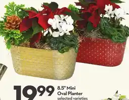 Longo's Mini Oval Planter offer