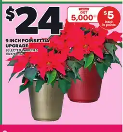 Loblaws 9 INCH POINSETTIA UPGRADE offer