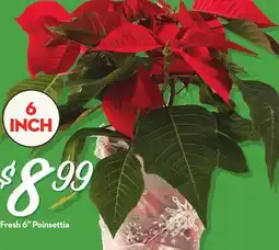 Longo's Fresh 6 Poinsettia offer