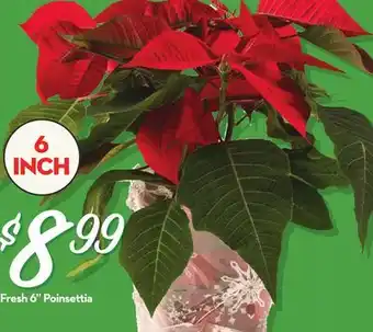 Longo's Fresh 6 Poinsettia offer