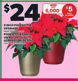 Independent Grocer 9 INCH POINSETTIA UPGRADE offer