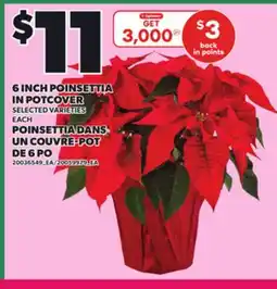 Independent Grocer 6 INCH POINSETTIA IN POTCOVER, EACH offer