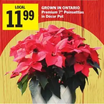 Foodland Premium 7 Poinsettias in Décor Pot offer