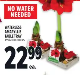 Metro WATERLESS AMARYLLIS TABLE TRAY offer