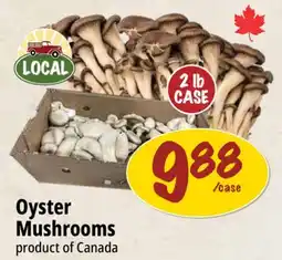 Farm Boy Oyster Mushrooms offer