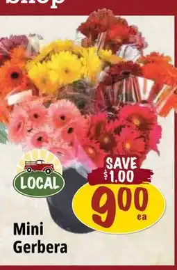 Farm Boy Mini Gerbera offer