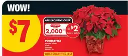 No Frills POINSETTIA, 6 inch offer